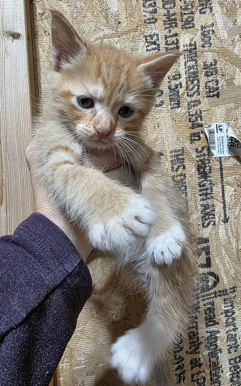 A baby small-sized male Domestic Medium Hair cat named Badger for adoption in Heyburn, ID
