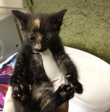 A baby small-sized female Domestic Short Hair cat named Cake for adoption in Riverside, CA