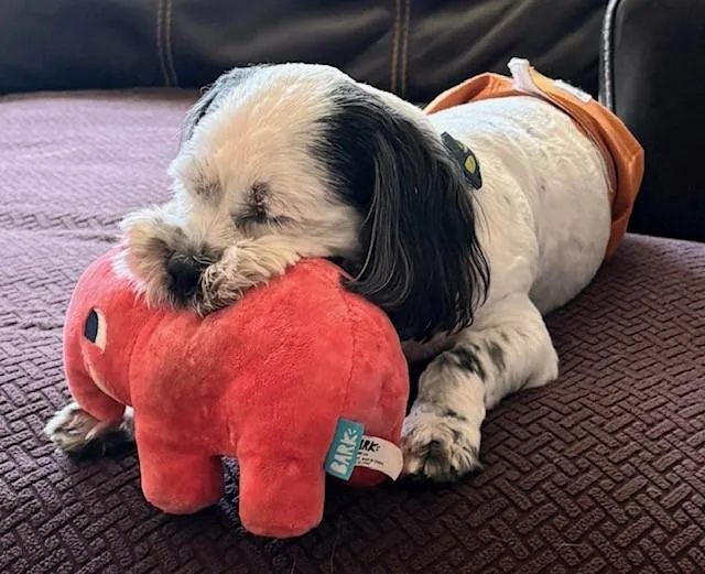 A young small-sized male Tricolor (Brown, Black, & White) Shih Tzu dog named Oreo for adoption in Rochester, MN