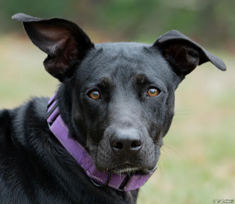 A young medium-sized female Black Mixed Breed dog named Sweet Pea for adoption in BONIFAY, FL