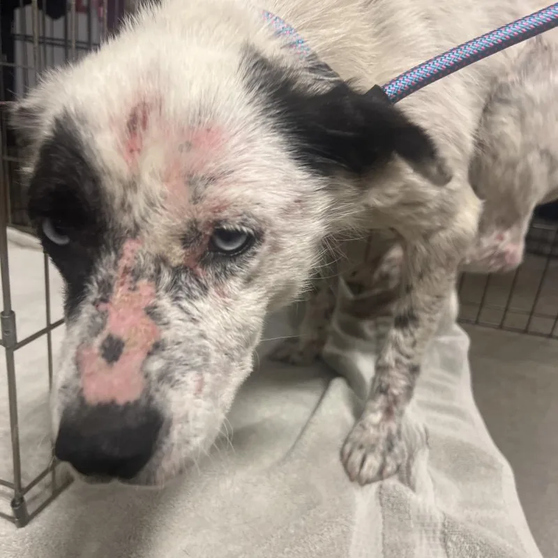A senior small-sized female White / Cream Mixed Breed dog named Delilah for adoption in Bismarck, ND