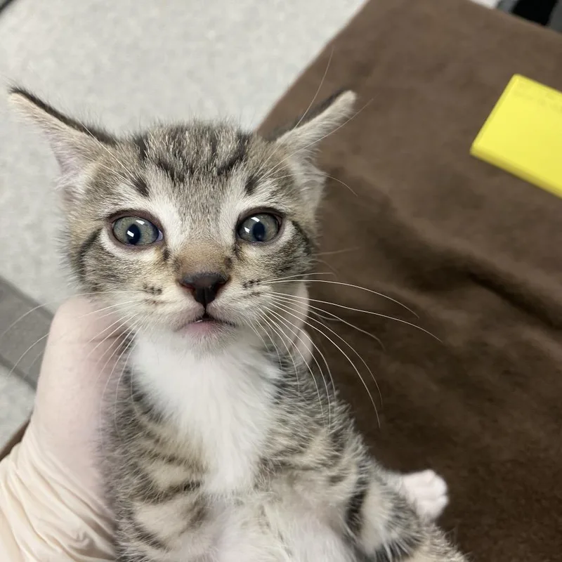 A baby small-sized male Domestic Short Hair cat named Nightwing for adoption in Reno, NV