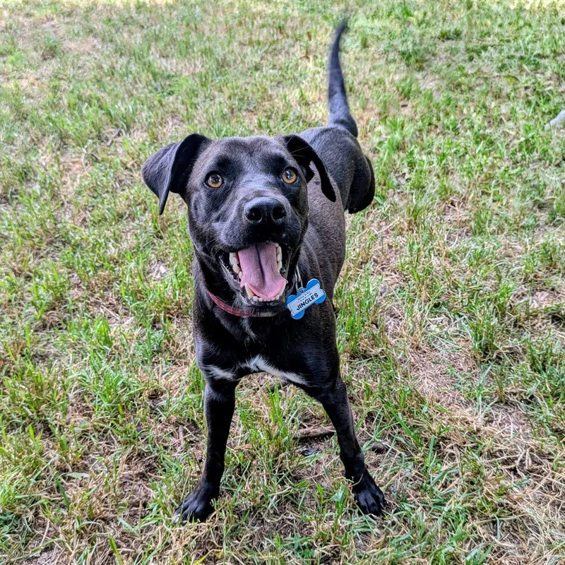 An adult medium-sized male Black Labrador Retriever dog named Jingles for adoption in Wake Forest, NC