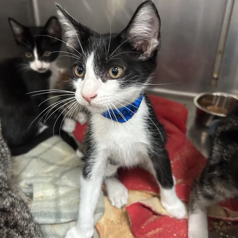 A baby small-sized male Black Domestic Short Hair cat named Peter for adoption in Lakeland, FL