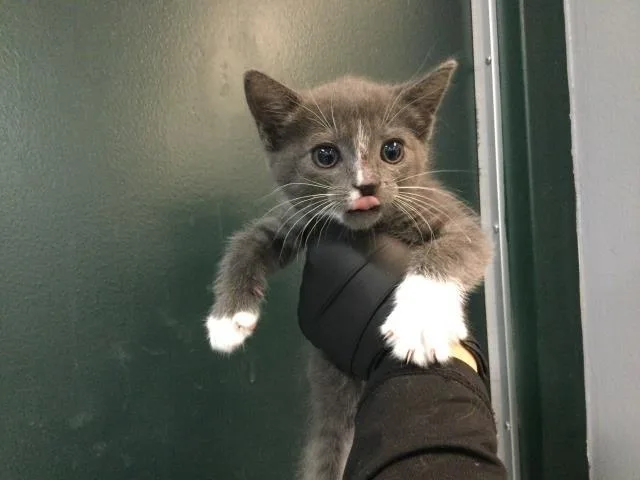 A baby small-sized female Domestic Short Hair cat named Moon for adoption in Thousand Palms, CA