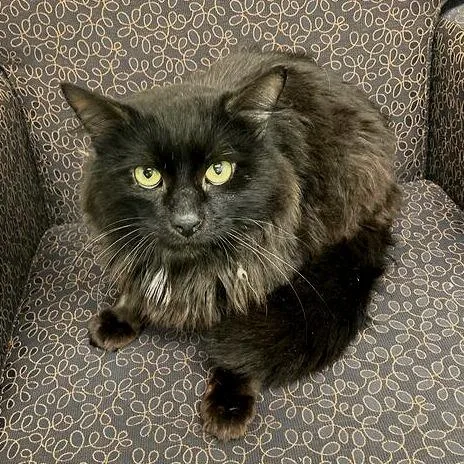 An adult medium-sized male Black Domestic Medium Hair cat named Troubadour for adoption in Dayton, OH