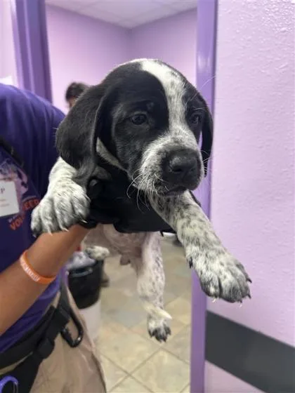 A baby small-sized female White / Cream Mixed Breed dog named Bruschetta for adoption in El Paso, TX