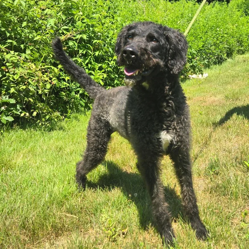 An adult medium-sized female Black Labradoodle dog named CT Coco for adoption in Eastford, CT