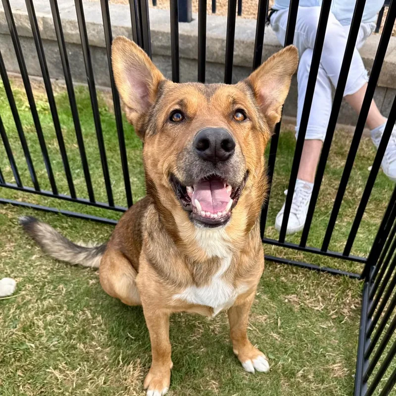 An adult large-sized male Black German Shepherd Dog dog named Linus for adoption in Midland, TX