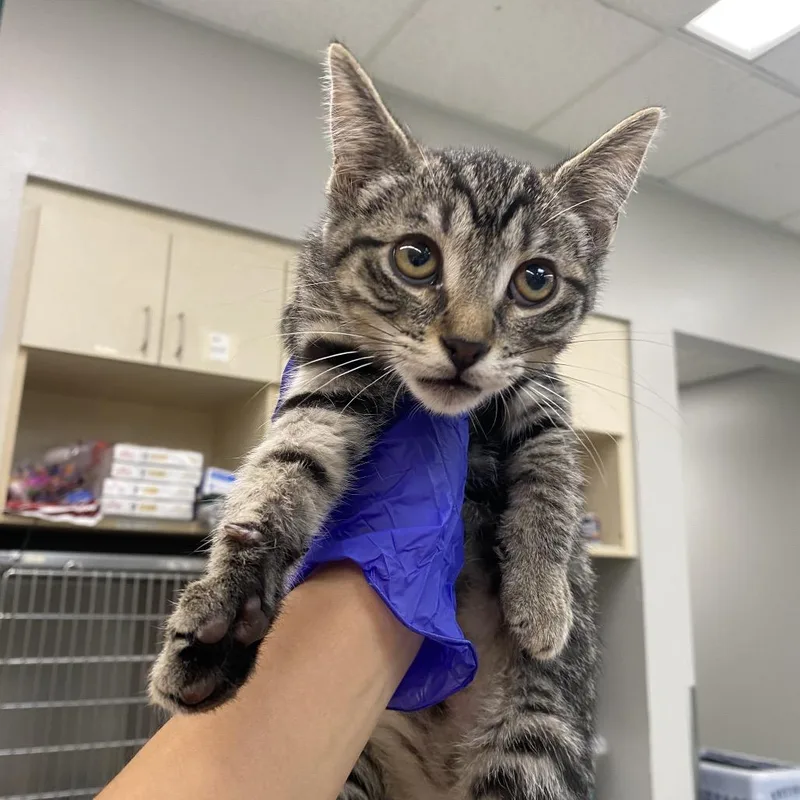 A baby small-sized female Brown / Chocolate Domestic Short Hair cat named Gym Names for adoption in Westminster, CA