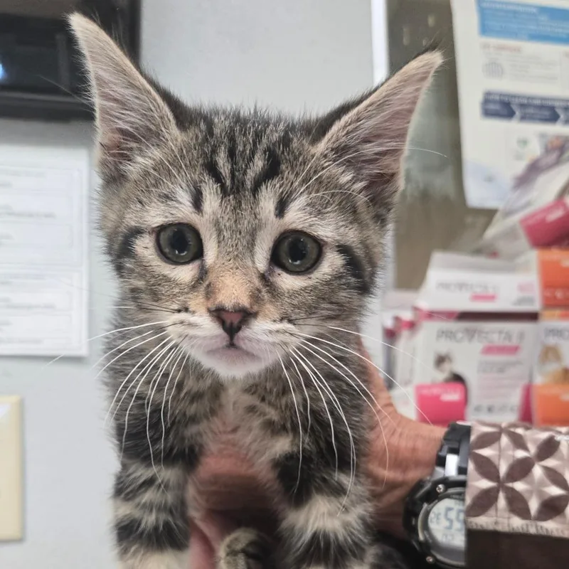A baby small-sized male Brown / Chocolate Domestic Short Hair cat named Toni for adoption in San Jacinto, CA