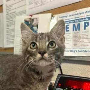 A baby medium-sized male Domestic Short Hair cat named Andy for adoption in Bolivar, MO