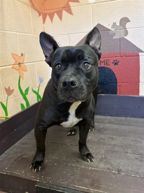 An adult large-sized female Pit Bull Terrier dog named Mavis for adoption in Castaic, CA