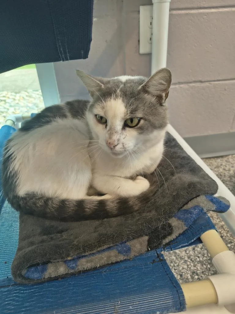 A young medium-sized male Domestic Short Hair cat named Olly for adoption in Athens, TN