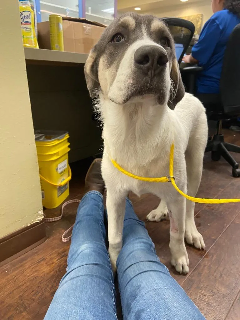 A baby extra large-sized female Great Pyrenees dog named Dog Kennel Kira for adoption in Greenville, TX