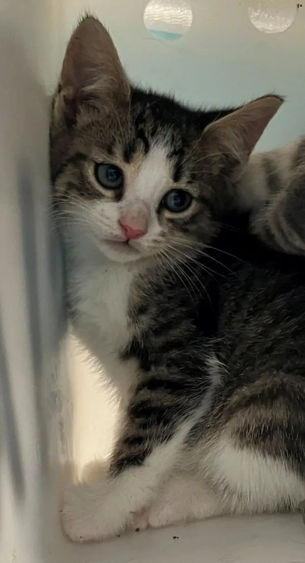 A baby small-sized female Domestic Short Hair cat named Poblano for adoption in Staten Island, NY