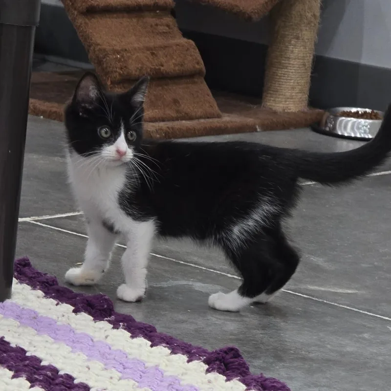 A baby small-sized female Black Domestic Short Hair cat named Caddie for adoption in Fairmont, WV