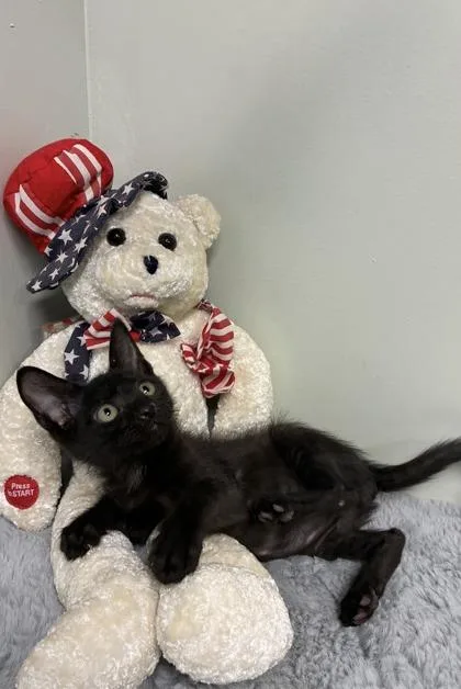 A baby medium-sized male Domestic Short Hair cat named Smudge for adoption in Picayune, MS