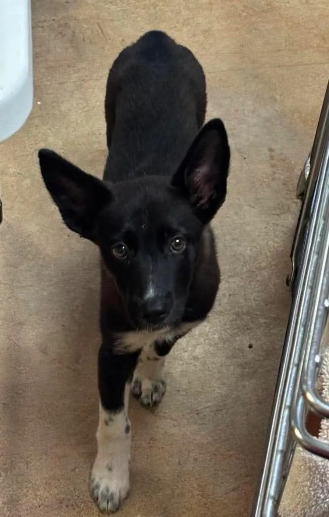 A baby small-sized female Australian Kelpie dog named Teeter for adoption in Tucumcari, NM