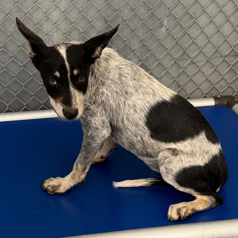 A baby small-sized female Gray / Blue / Silver Mixed Breed dog named Seraphina for adoption in Las Cruces, NM