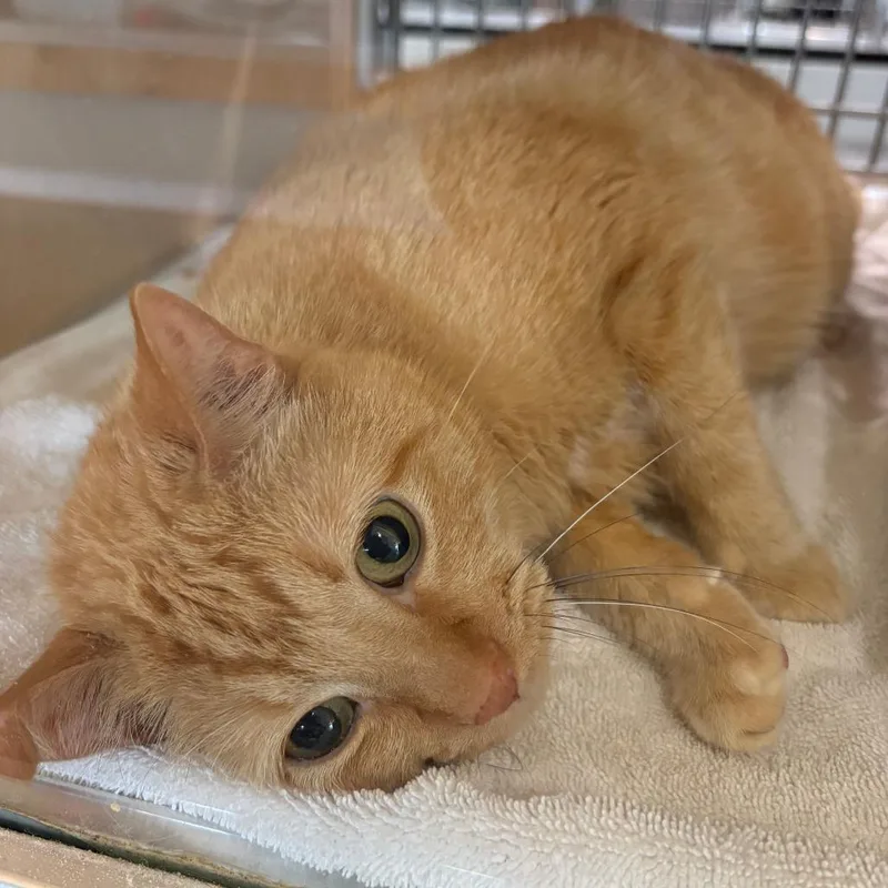 An adult large-sized male Orange / Red Domestic Short Hair cat named Paul for adoption in Leander, TX