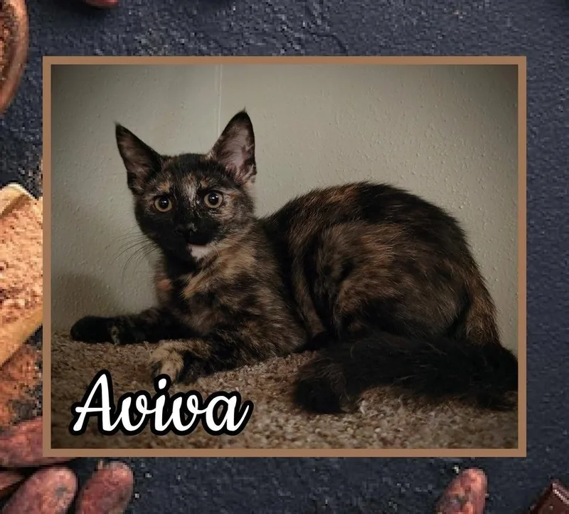 An adult medium-sized female Domestic Short Hair cat named Aviva for adoption in Taylor, PA