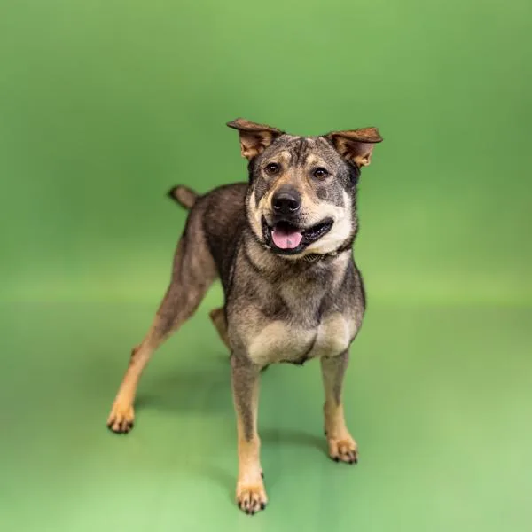 An adult large-sized female German Shepherd Dog dog named Pen  Honey for adoption in Lawrenceville, GA