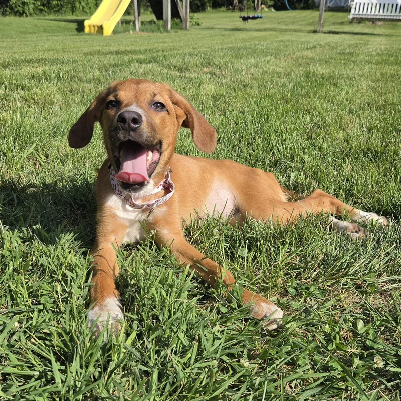 Fritter thumbnail 5