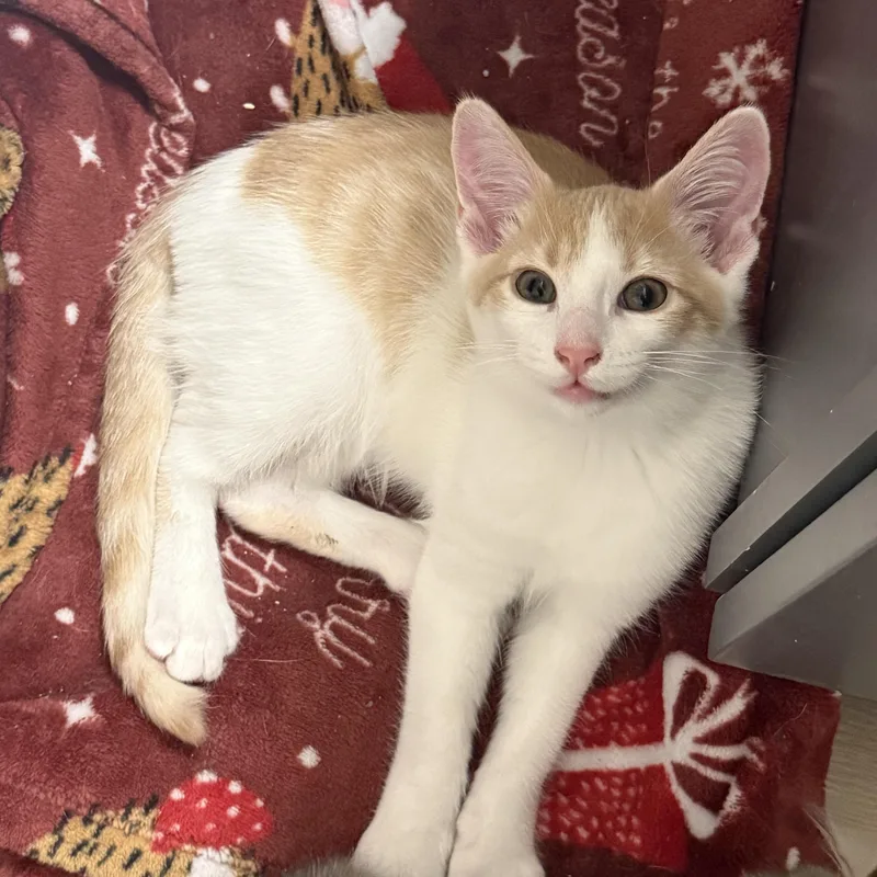 A baby medium-sized male Orange & White Domestic Short Hair cat named Gunnar for adoption in Renton , WA