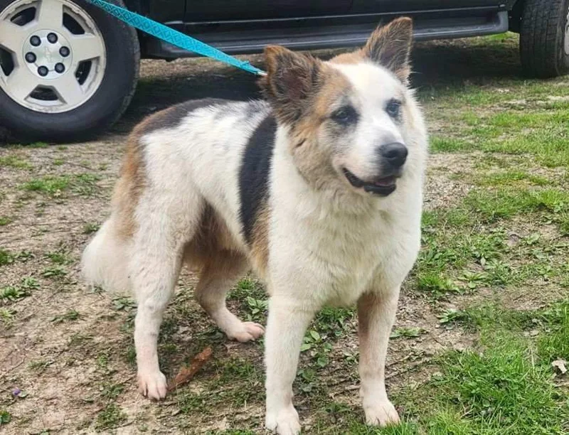 A senior large-sized female White / Cream Australian Shepherd dog named Ally for adoption in Mount Juliet, TN