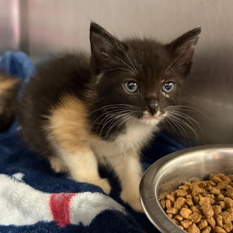 A baby small-sized female Torbie Domestic Short Hair cat named Bluberry for adoption in Tuscaloosa, AL