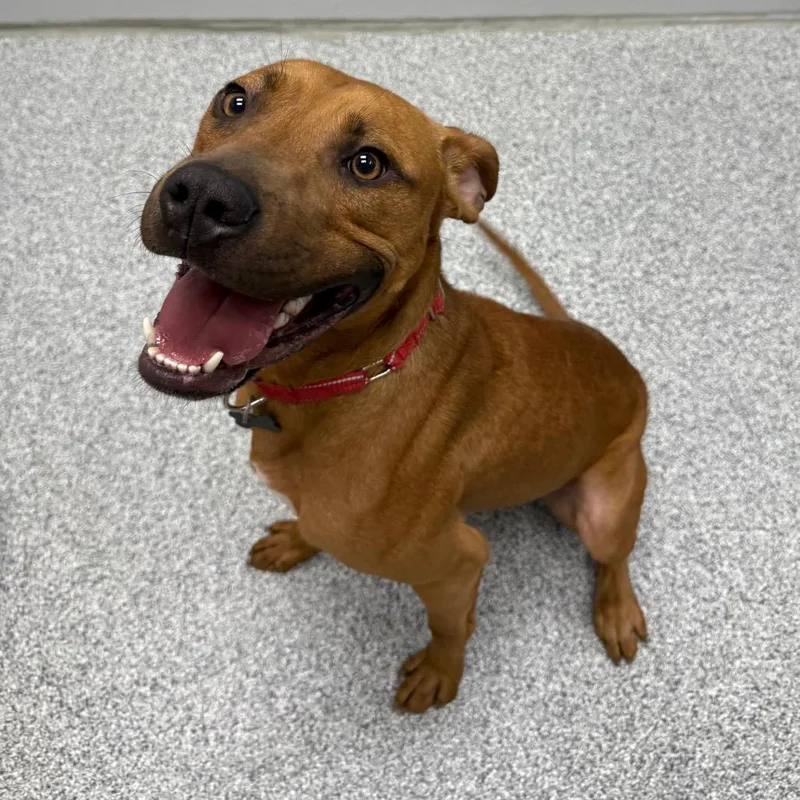A young medium-sized male Red / Chestnut / Orange Hound dog named Luke for adoption in Monticello, IA