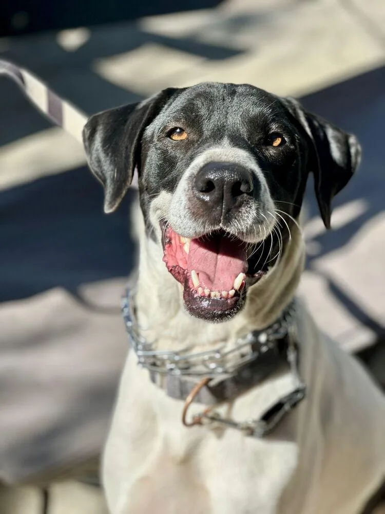 Holstein thumbnail 2