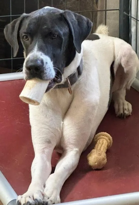 Holstein thumbnail 3