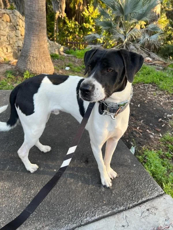 Holstein thumbnail 4