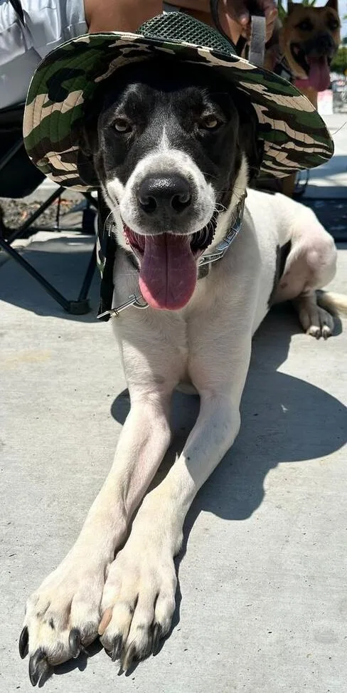 Holstein thumbnail 5