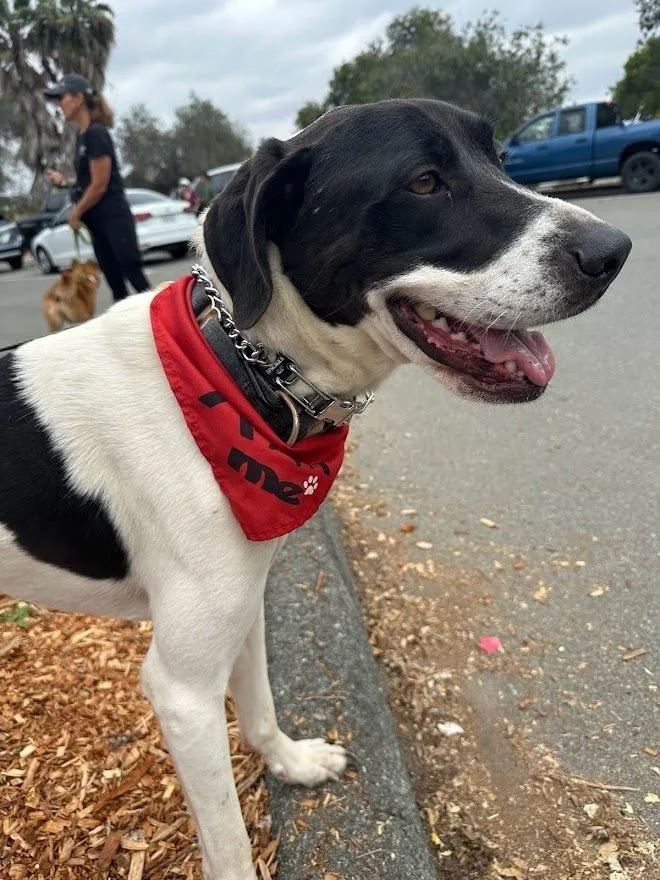 Holstein thumbnail 6