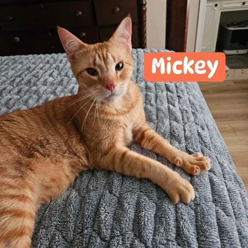 An adult medium-sized male Orange & White Domestic Short Hair cat named Mickey for adoption in Toms River, NJ