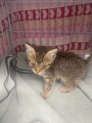 A baby small-sized male Domestic Short Hair cat named Mika for adoption in Gainesville, FL