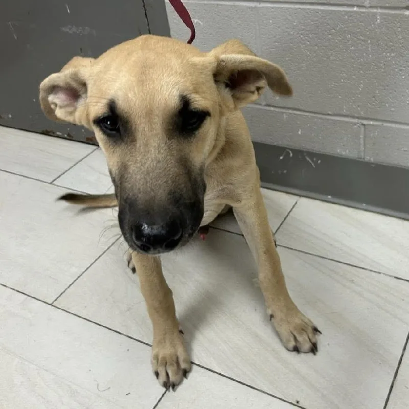 A baby medium-sized male Yellow / Tan / Blond / Fawn Black Mouth Cur dog named Boo for adoption in Lufkin, TX