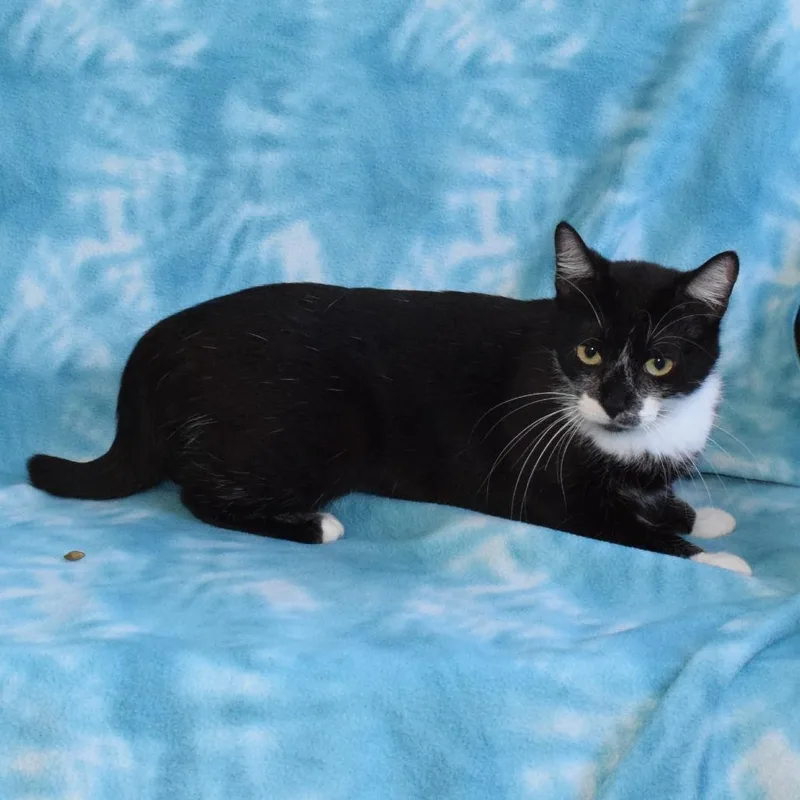 Delilah
