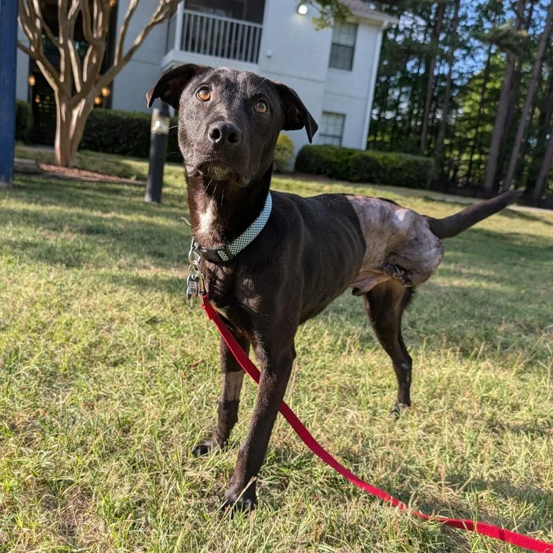 A young medium-sized male Black Labrador Retriever dog named Firion for adoption in Wake Forest, NC