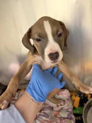 A baby small-sized female Pit Bull Terrier dog named Peanut Butter for adoption in Westland, MI