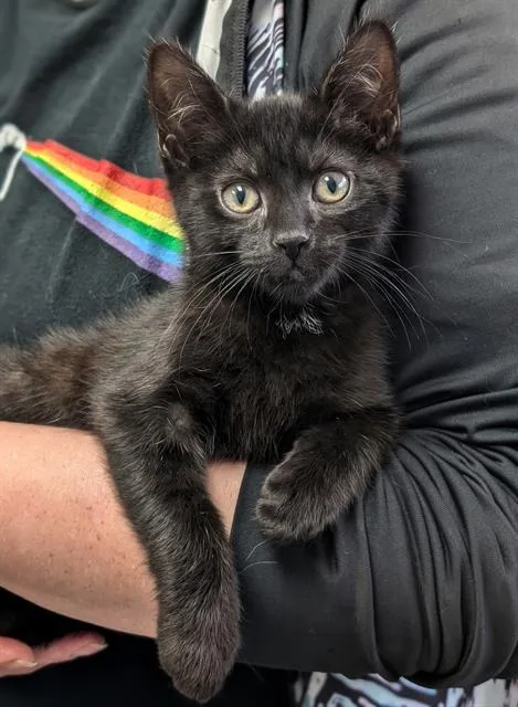 A baby small-sized male Domestic Short Hair cat named Mowgli for adoption in Canfield, OH