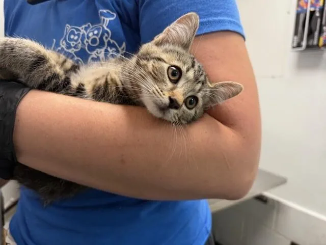A baby small-sized female Domestic Short Hair cat named Harriet for adoption in Antioch, CA
