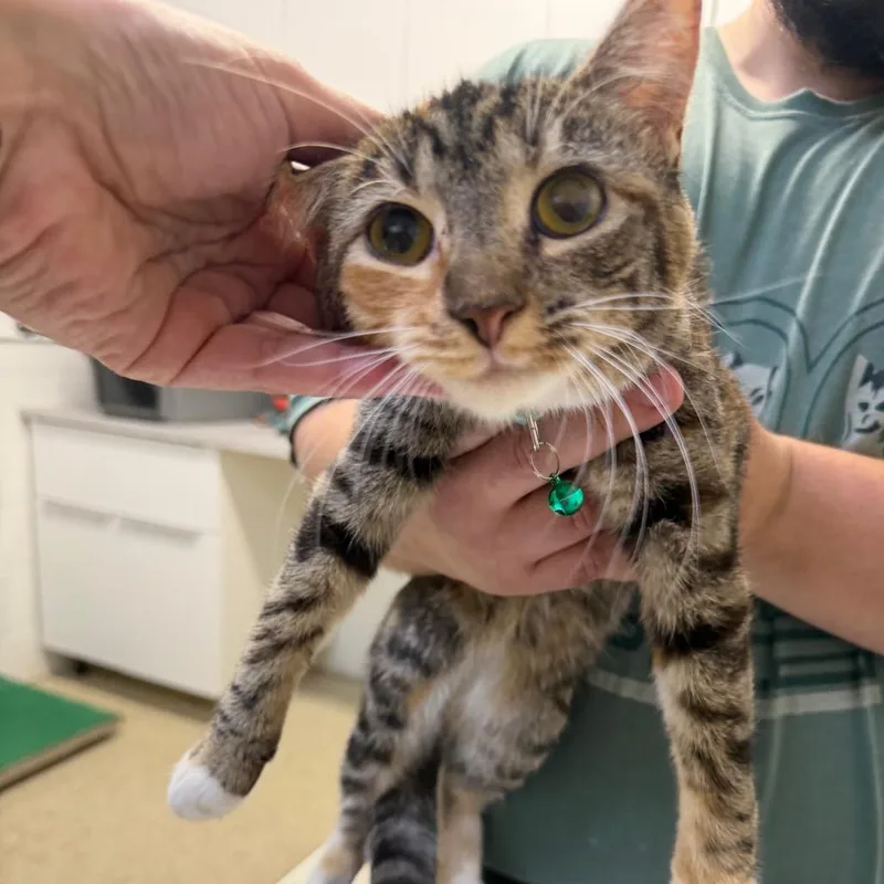 A young small-sized female Torbie Domestic Short Hair cat named Tootoo for adoption in Perkiomenville, PA