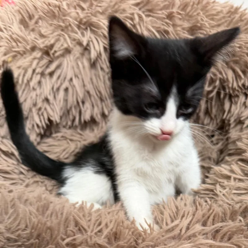 A baby small-sized female Black Domestic Medium Hair cat named Tae for adoption in Floresville, TX