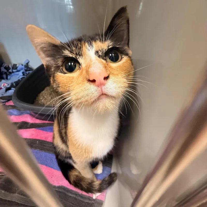 A baby small-sized female Calico Domestic Short Hair cat named Sansa for adoption in Saint Charles, MO