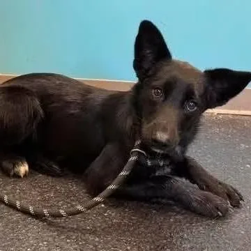 A young medium-sized female Black Mixed Breed dog named Rose for adoption in Alexandria, VA