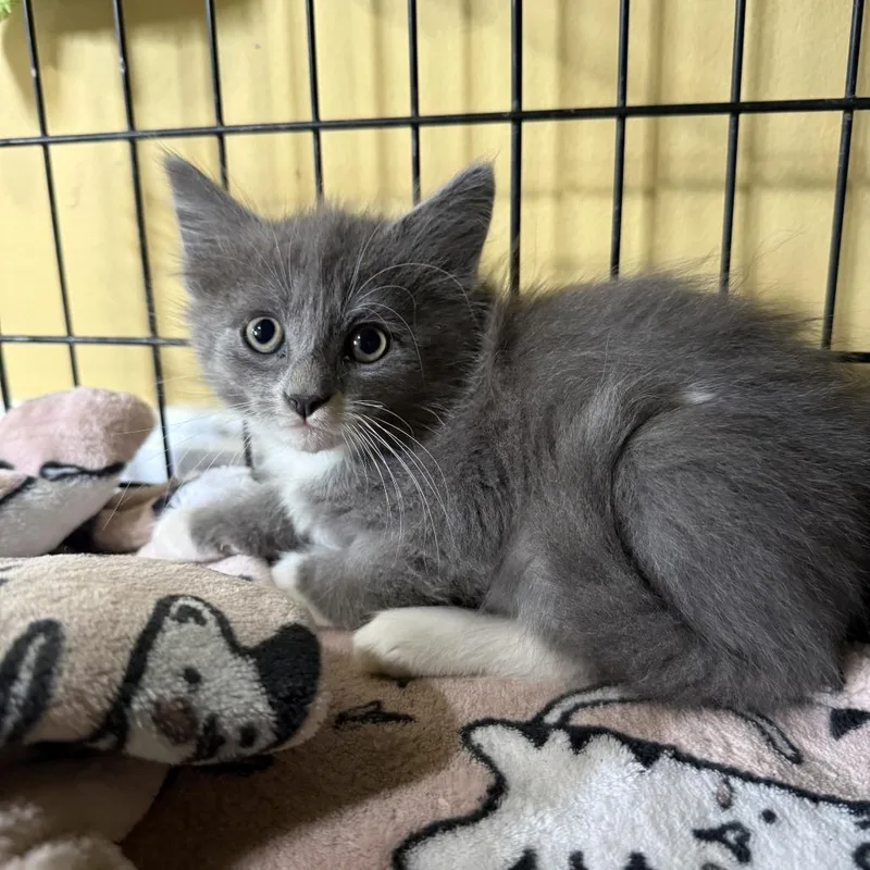 A baby small-sized male Gray / Blue / Silver Domestic Medium Hair cat named Bazooka Bowers for adoption in Woodstock, VA